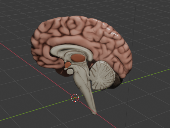 Vista superior del encéfalo